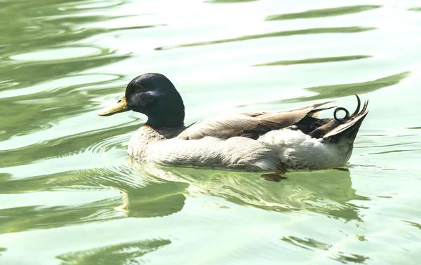 Close-up van eend in de vijver — Stockfoto