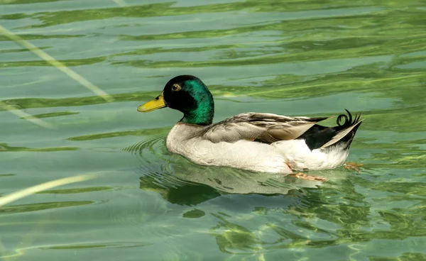 Close-up van eend in de vijver — Stockfoto