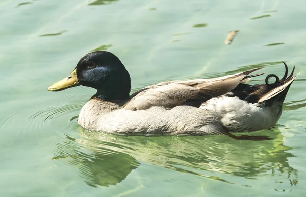 Close-up van eend in de vijver — Stockfoto