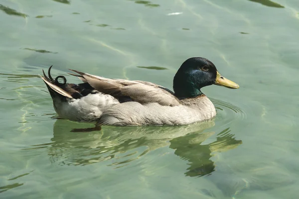 Nahaufnahme der Ente im Teich — Stockfoto