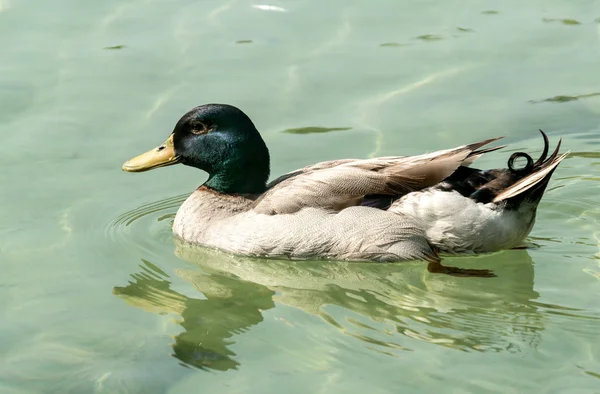 Close-up de pato na lagoa — Fotografia de Stock