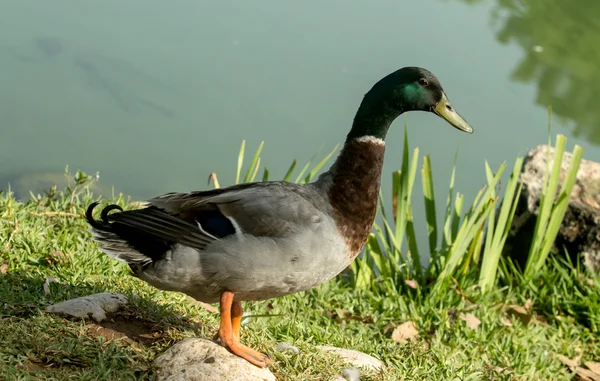 Mallard duck on the shore — Stock Photo, Image