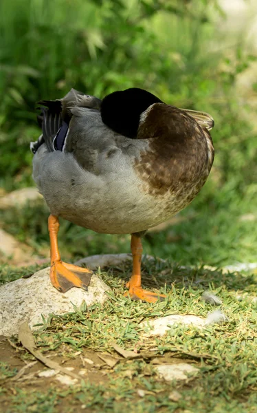 Drake on the shore of the pond — Stock Photo, Image