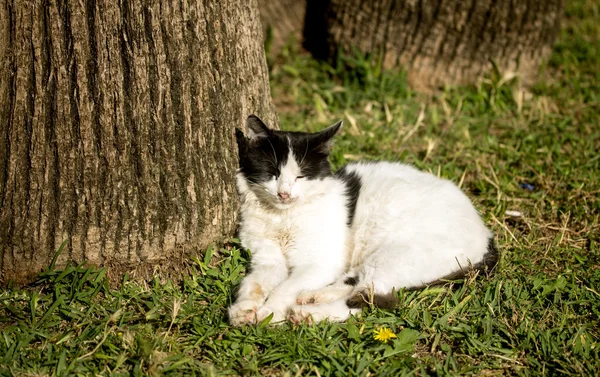 Gato doméstico na natureza — Fotografia de Stock