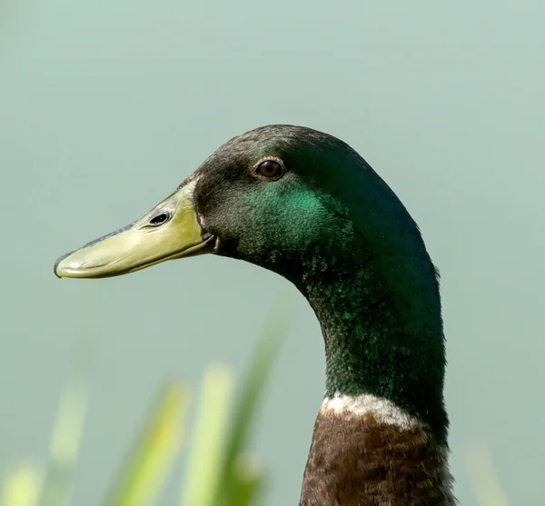 Detail Drake venku — Stock fotografie