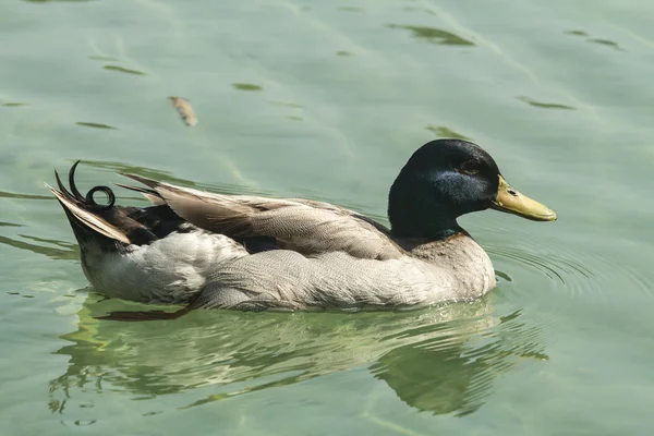 Close-up de pato na lagoa — Fotografia de Stock