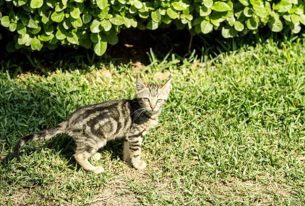 Gato doméstico na natureza — Fotografia de Stock