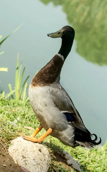 Pato Mallard na costa — Fotografia de Stock