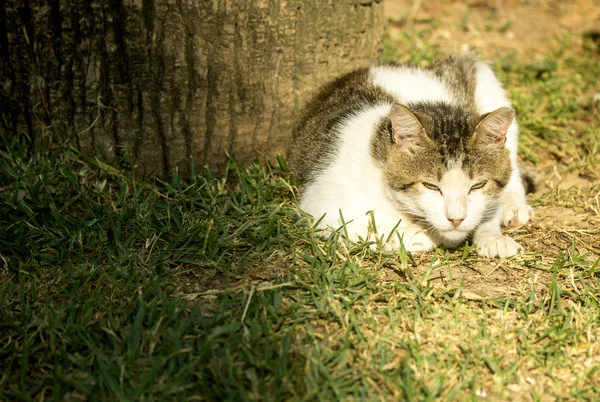 Primer plano del gato doméstico —  Fotos de Stock