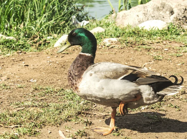 Drake came out of the water — Stock Photo, Image