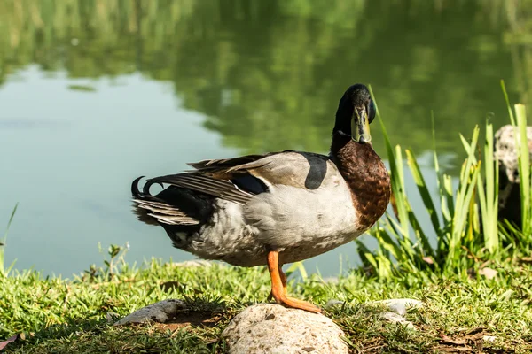 Drake na břehu rybníka — Stock fotografie