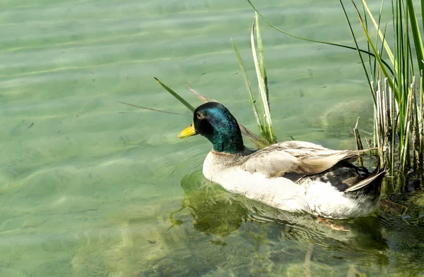 Primer plano del pato en el estanque —  Fotos de Stock