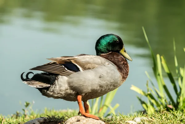 Mallard duck op de oever — Stockfoto