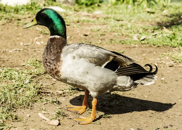 Drake na břehu rybníka — Stock fotografie