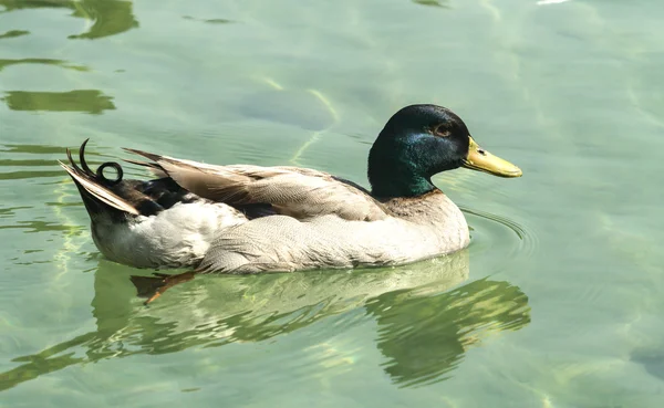 Primer plano del pato en el estanque —  Fotos de Stock