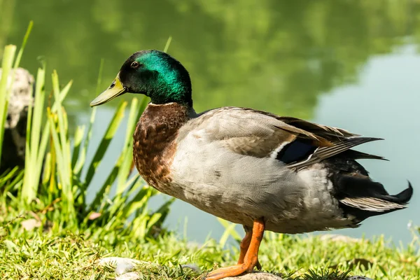 Drake vyskočilo z vody — Stock fotografie