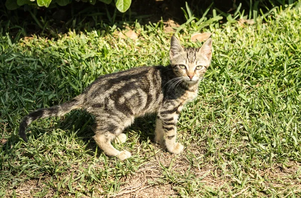 Close-up van binnenlandse kat — Stockfoto