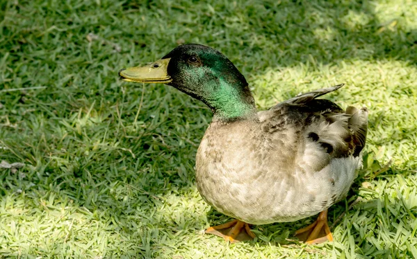 Drake on green grass — Stock Photo, Image