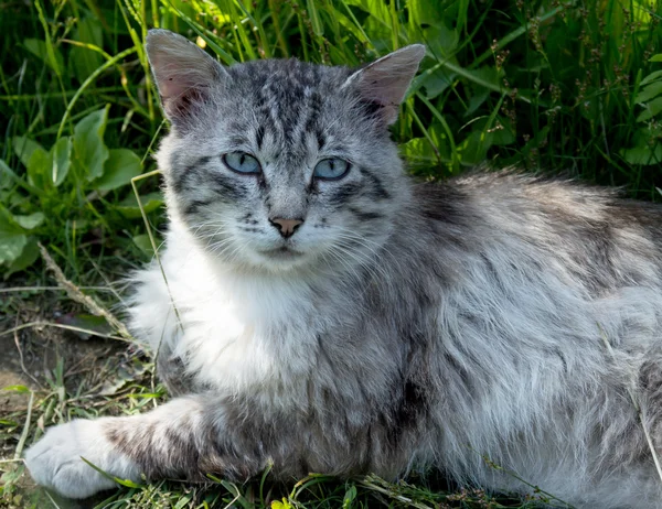 家猫的特写镜头 — 图库照片