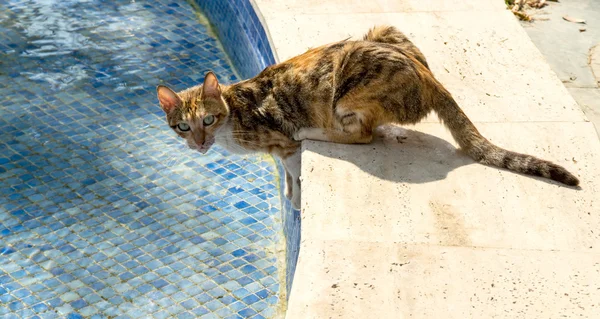Кіт біля басейну Ліцензійні Стокові Фото