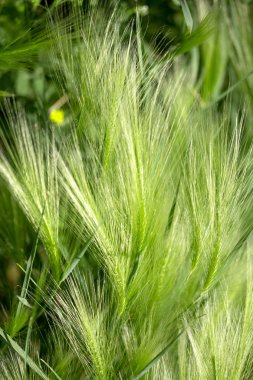 Buğday yeşil kulaklar