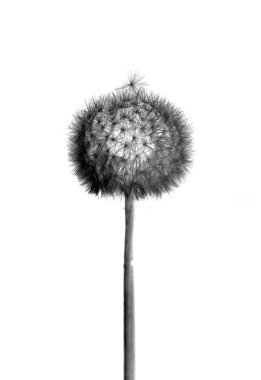 hindiba tohumu uçan ile