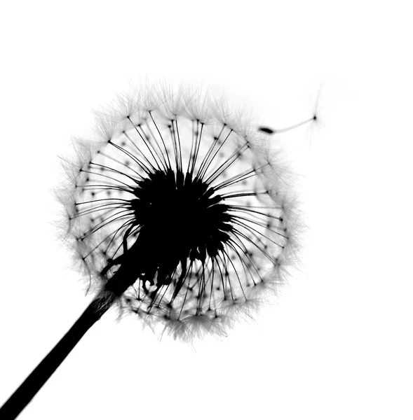 Одуванчик с летающими семенами — стоковое фото
