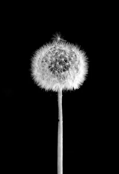 Dandelion with flying seeds — Stock Photo, Image