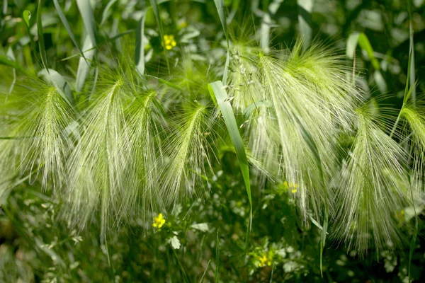 Hojas de trigo silvestre — Foto de Stock