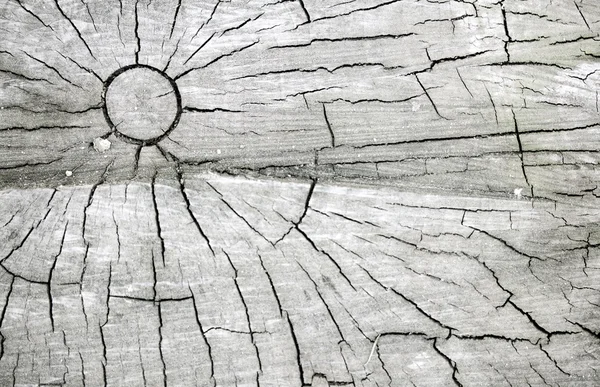 木の年輪と背景 — ストック写真