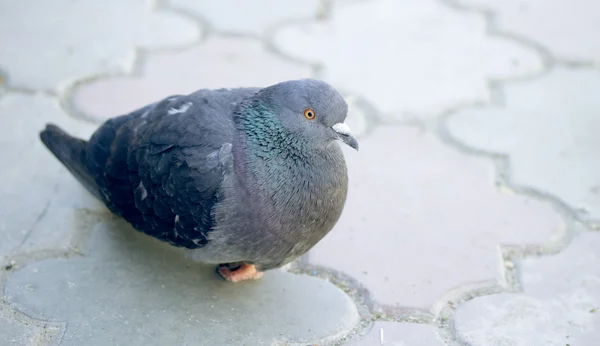 Close-up of one pigeon — Stock Photo, Image