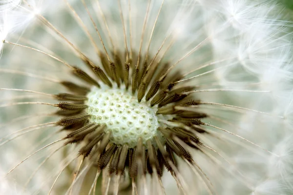 Dandelion with flying seeds — Stock Photo, Image