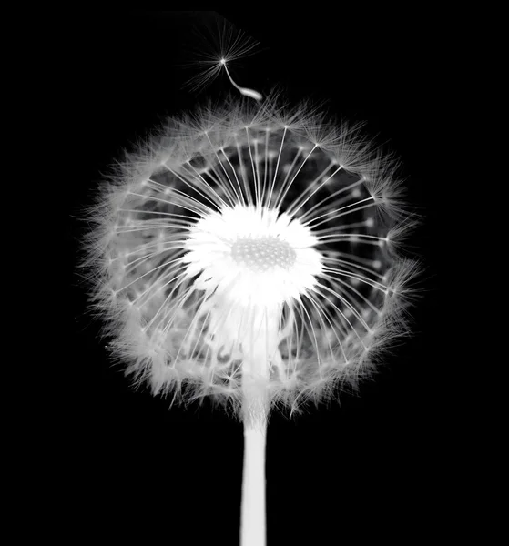 Dandelion with flying seeds — Stock Photo, Image