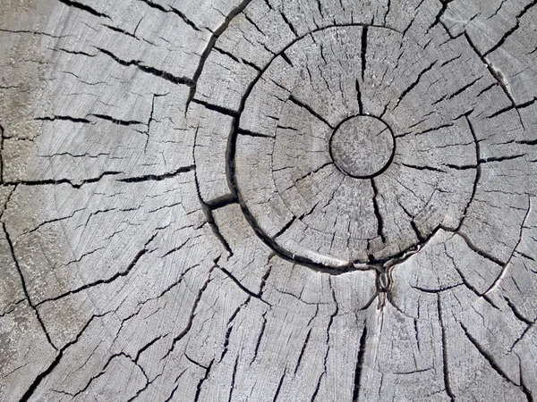 Fondo con anillos de árbol — Foto de Stock