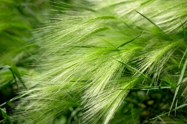 Orecchie verdi di grano — Foto Stock