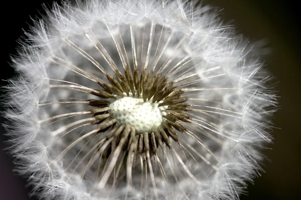 Dandelion with flying seeds