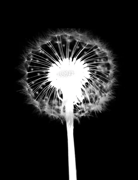 Dandelion with flying seeds — Stock Photo, Image