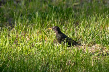 Siyah bir kuş çimlerin üzerinde oturuyor. Kuş küçüktür ve tüylerinde siyah ve beyaz bir desen vardır. Otlar uzun ve yeşildir ve kuş onunla çevrilidir. Huzurlu bir görüntü var.