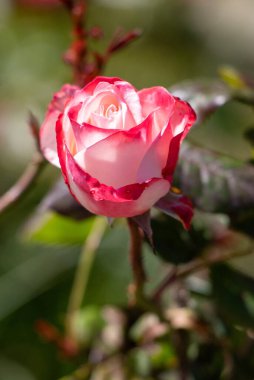 Pembe, beyaz ve yeşil yapraklı bir gül. Gül tamamen çiçek açmış ve görüntünün ilgi odağı.
