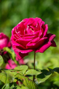 A red rose is the main focus of the image, with its stem and leaves surrounding it. The rose is the center of attention and the rest of the image is focused on it. Concept of beauty and elegance