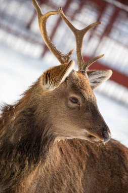 Karda boynuzlu bir geyik duruyor. Geyiğin kahverengimsi bir rengi var ve kameraya bakıyor.
