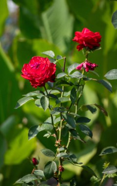 A red rose is in the foreground of a green background. The rose is the main focus of the image, and it is the most vibrant and beautiful part of the scene. The green background adds a sense of depth