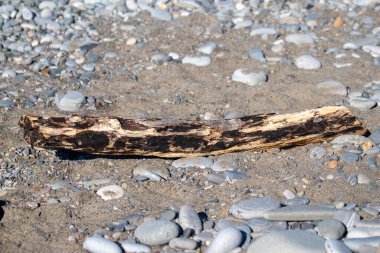 Büyük bir kütük yerde bir kaya yığınının yanında yatıyor. Kütük kısmen yosunla kaplı ve yıpranmış görünüyor. Yalnızlık ve sükunet kavramı