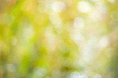 A blurry image of a green background with pink flowers. The flowers are scattered throughout the image, with some in the foreground and others in the background. Scene is soft and dreamy