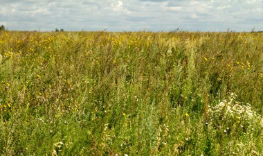 yatay yaz çayır arka plan bulutlar üzerinde