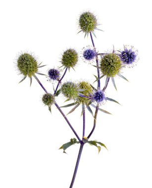 Beyaz izole Eryngium (deniz holly)