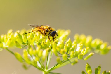 Close-up of a common hoverfly.