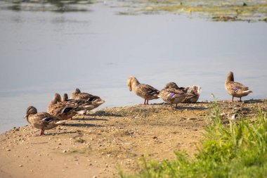 Wild duck on the water, summer nature.