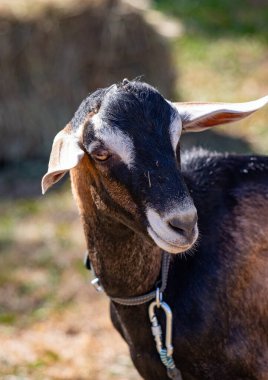 A goat with a black and brown coat and a black collar. The goat is looking at the camera