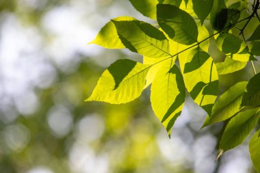 Parlak bir ışıkta, üzerinde güneş parlayan bir yaprak gösterilir. Yaprak yeşildir ve üzerinde bir gölge vardır. Güneş ışınları yaprağı aydınlatırken sıcaklık ve parlaklık kavramı